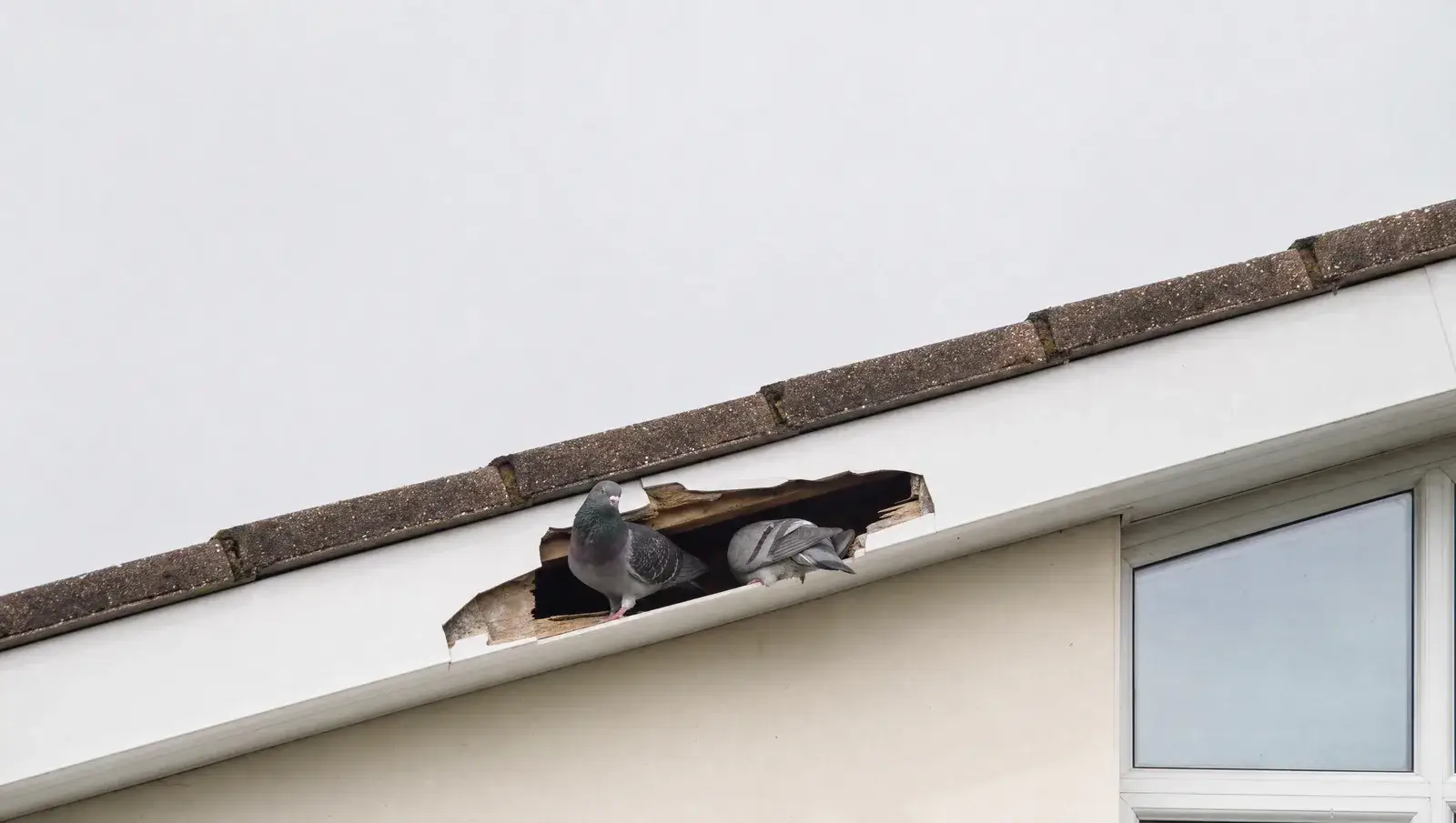Pigeons perched at a gap under the eaves of a UK house roof where the soffit has broken away