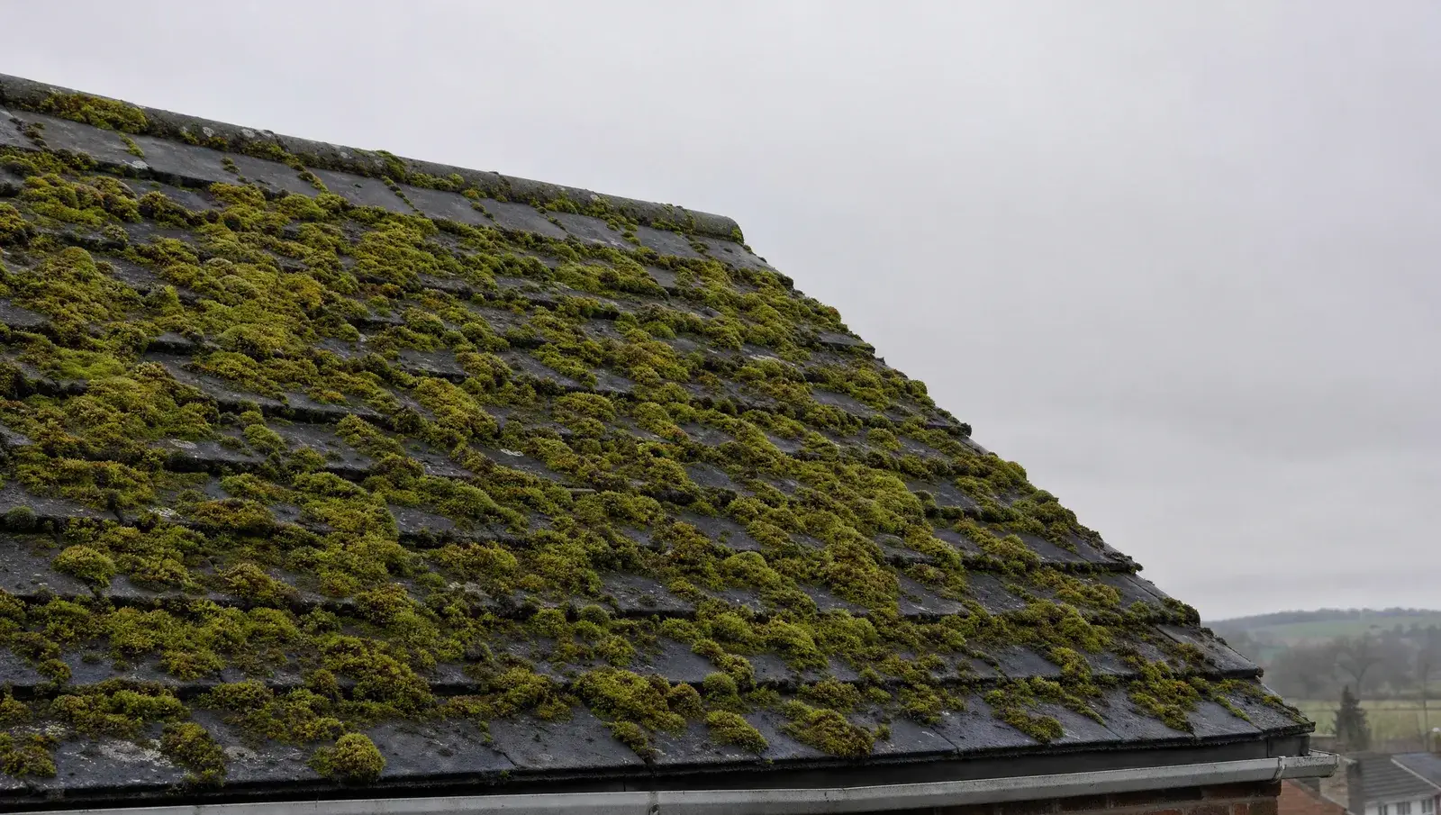 Thick green moss carpeting the north-facing tiled roof slope of a UK house